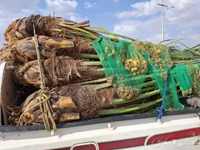 يوجدلدين جميع انواع انخل المثمره وزينه 4