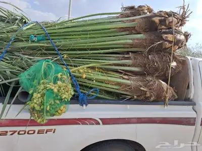 يوجدلدين جميع انواع انخل المثمره وزينه 2
