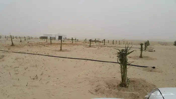 زراعة النخيل قلع تكريب صيانة 4
