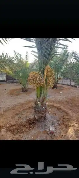 اجمع انواع النخيل المثمر والزينه جميع انواعهم مقاسات 6