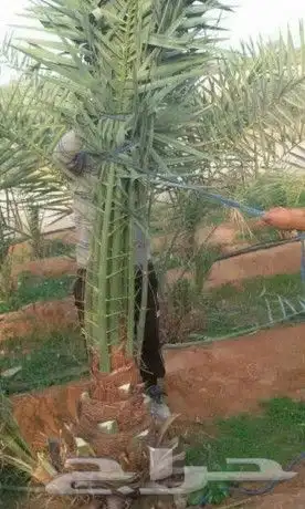 زراعة النخيل قلع تكريب صيانة 2