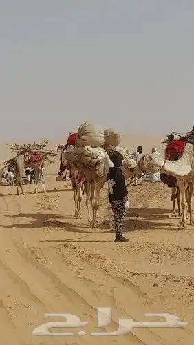 اجار جمال رحول زلول ركبي اجار خيل عربي اجار عربه حنطور سيسي 1
