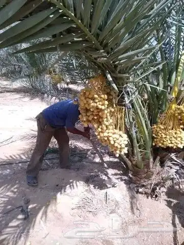 اجمع انواع النخيل المثمر والزينه جميع انواعهم مقاسات 3
