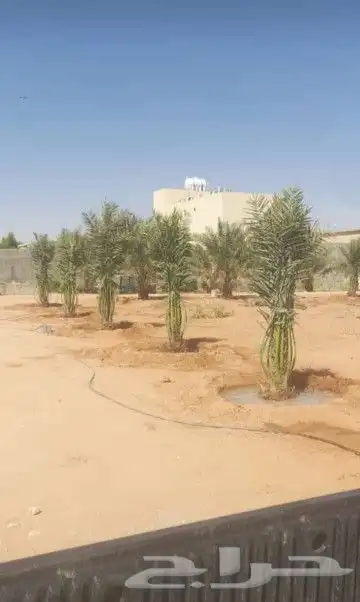 اجمع انواع النخيل المثمر والزينه جميع انواعهم مقاسات 8