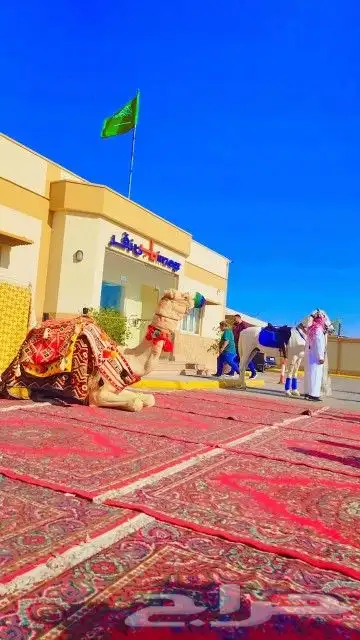 اجار جمال رحول زلول ركبي اجار خيل عربي اجار عربه حنطور سيسي 0