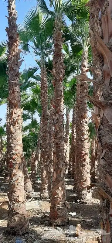 نخل واشنطني امريكي 5