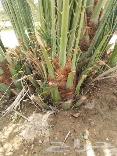 زراعة النخيل قلع تكريب صيانة 6