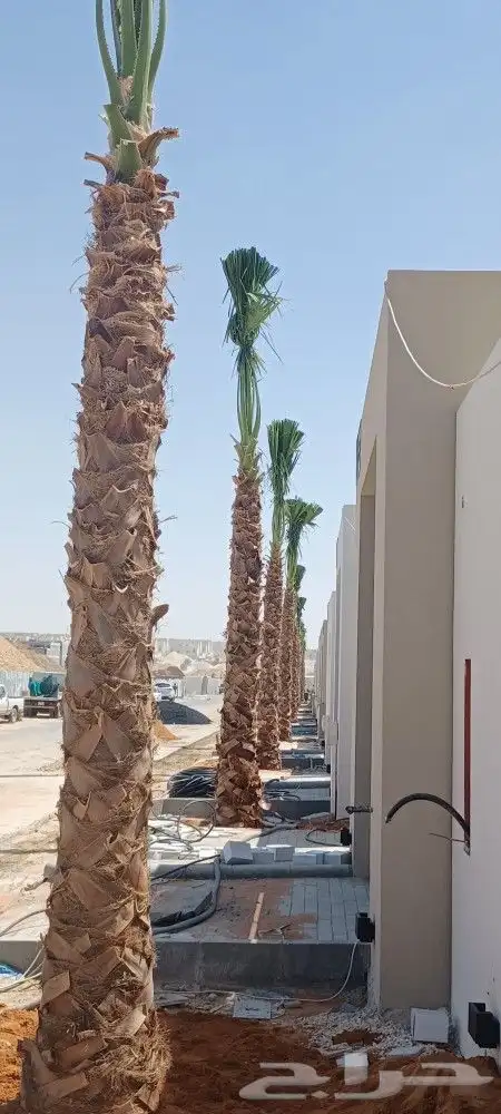 نخيل واشنطن 1