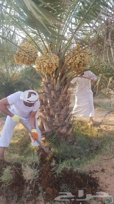 اجمع انواع النخيل المثمر والزينه جميع انواعهم مقاسات 1