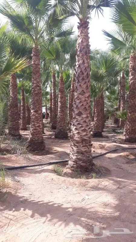 نخل واشنطني امريكي 7