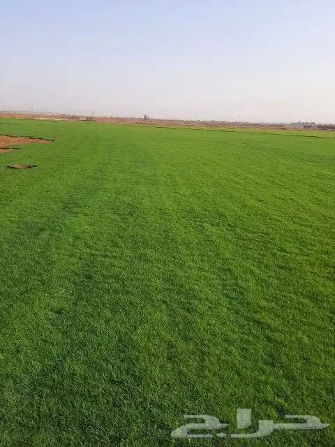 ثيل سي 2000 صافي وطبيعي الموقع الخرج 5
