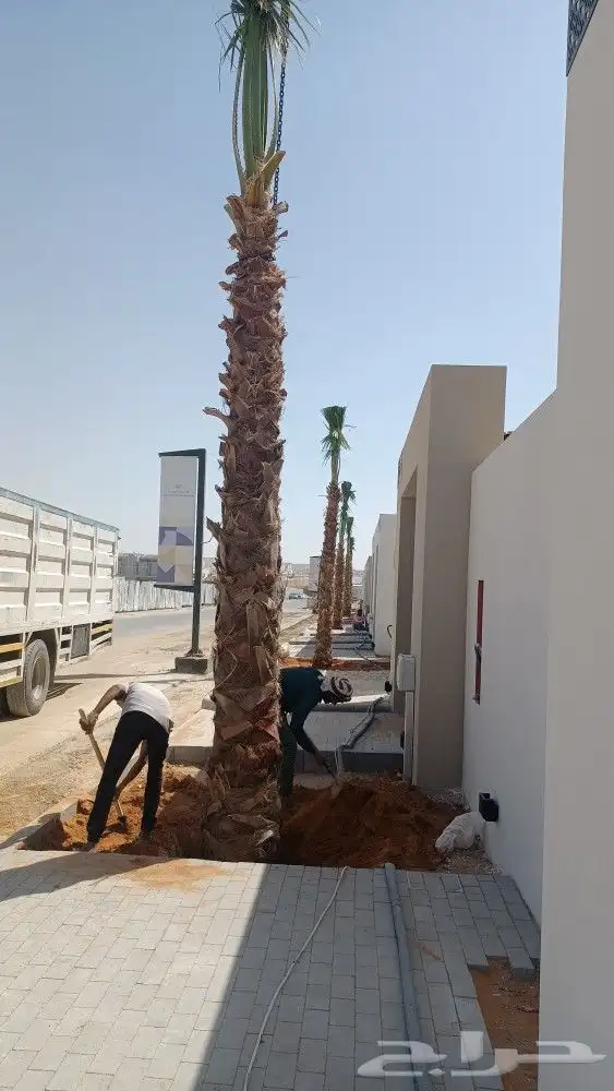 نخيل واشنطن 6