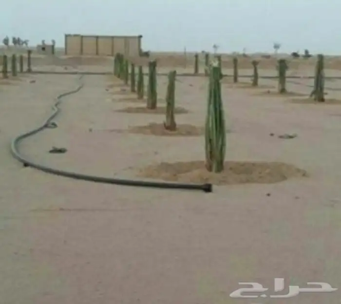 زراعة النخيل قلع تكريب صيانة 9