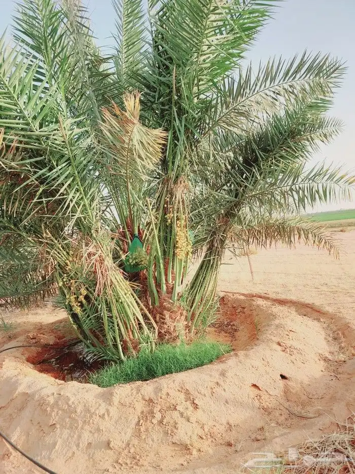 اجمع انواع النخيل المثمر والزينه جميع انواعهم مقاسات 9