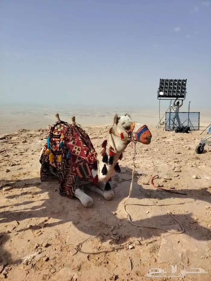 اجار جمال رحول زلول ركبي اجار خيل عربي اجار عربه حنطور سيسي 2