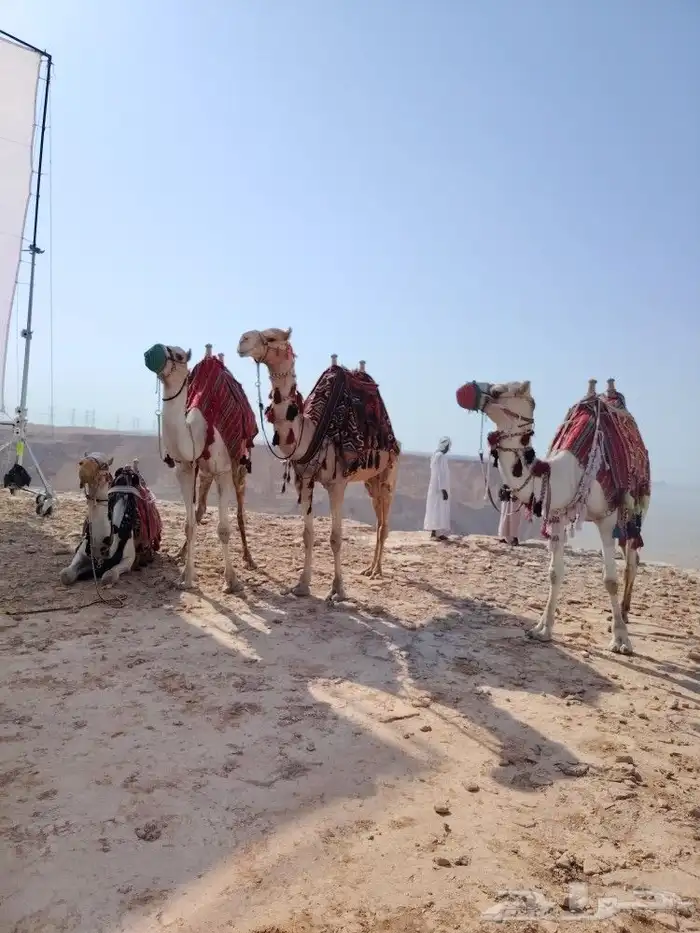 اجار جمال رحول زلول ركبي اجار خيل عربي اجار عربه حنطور سيسي 4