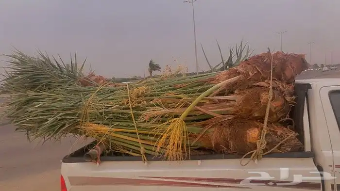 نخل مثمر للبيع متواجد في محايل عسير وضواحيها بسعر مناسب 3