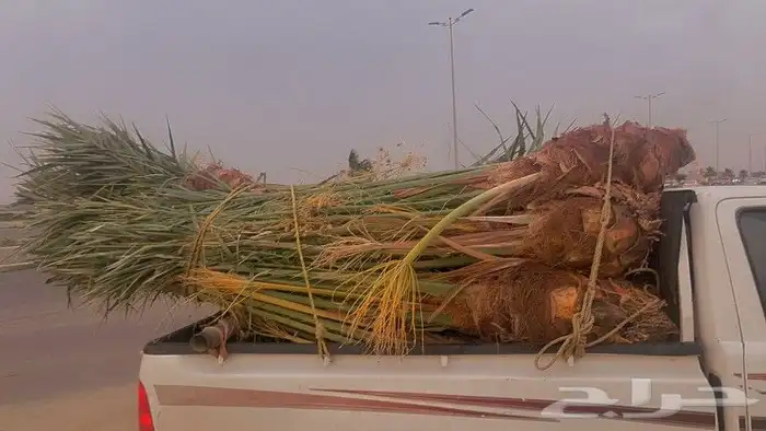 نخل مثمر للبيع متواجد في محايل عسير وضواحيها بسعر مناسب 1