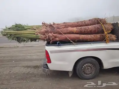 يوجدلدين جميع انواع انخل المثمره وزينه 0