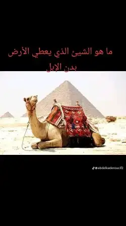 اجار جمال واخيول رحول راكبي 5