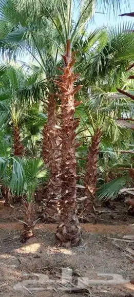 حدائق دلال الرياض وزراعه النخل 1