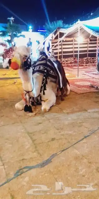 اجار جمال واخيول رحول راكبي 12