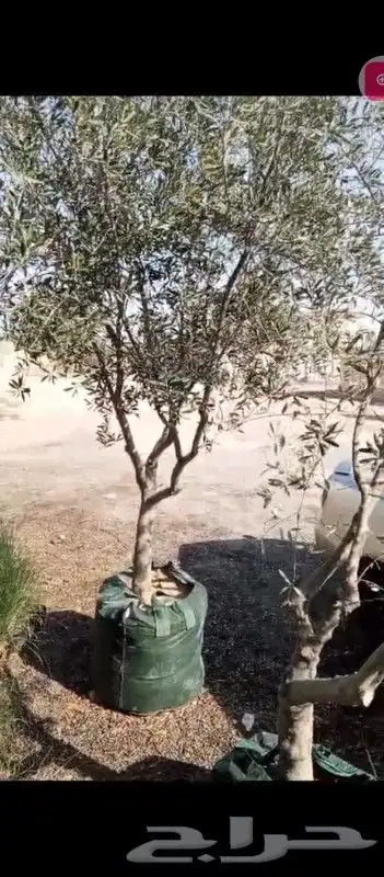 حدائق دلال الرياض وزراعه النخل 4