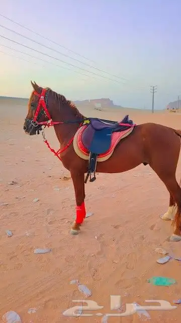 اجار جمال واخيول رحول راكبي 6