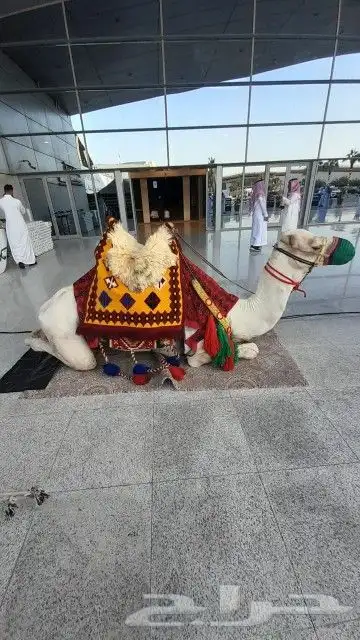 اجار جمال واخيول رحول راكبي 10