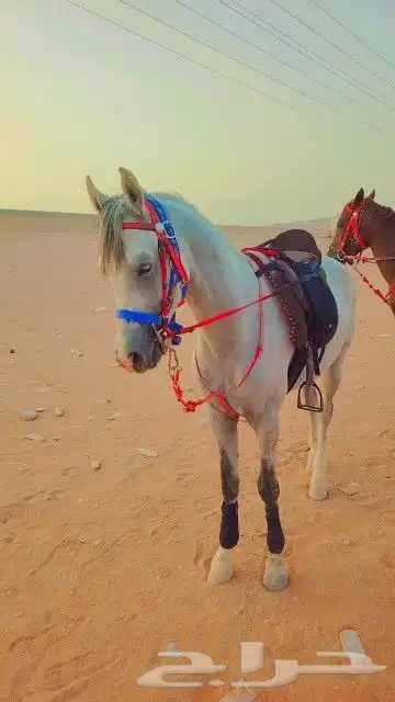 اجار جمال واخيول رحول راكبي 7