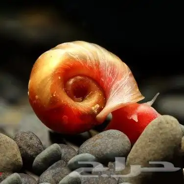 حلزون الرامشون 2
