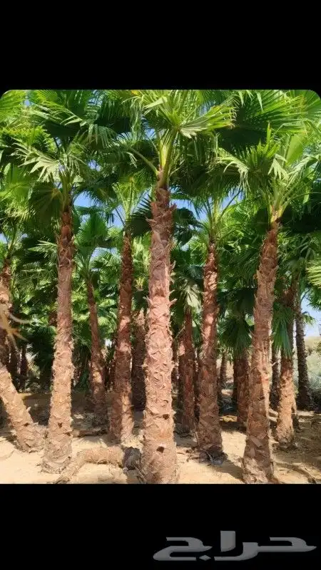 حدائق دلال الرياض وزراعه النخل 2