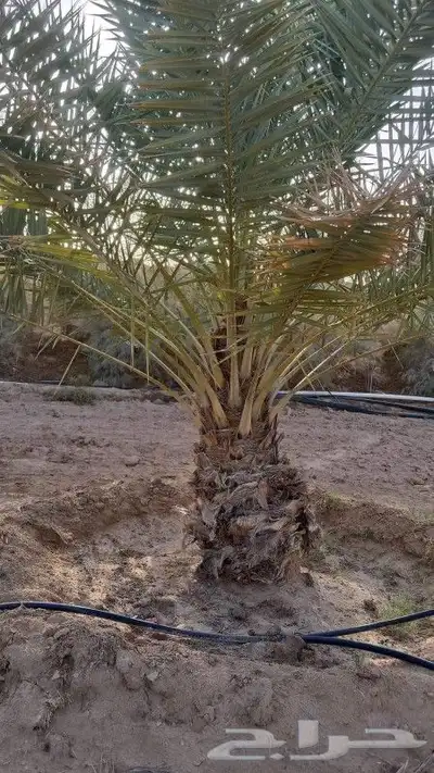 نخل للبيع جميع النواع انخل العربي والوشنطتي 3
