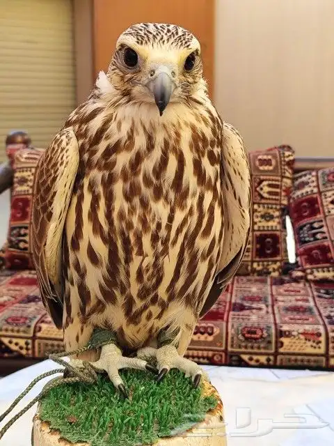 اجار جمال واخيول رحول راكبي 9