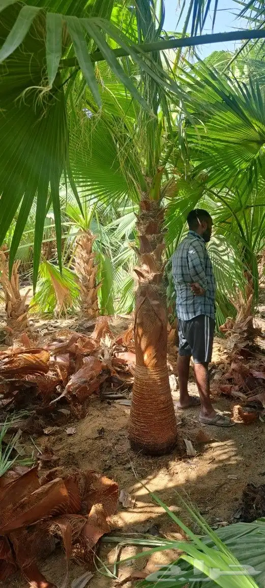 نخل واشنطن للبيع 1