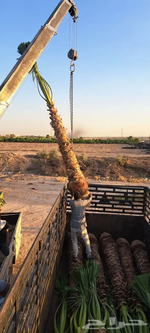 نخل واشنطن للبيع 7