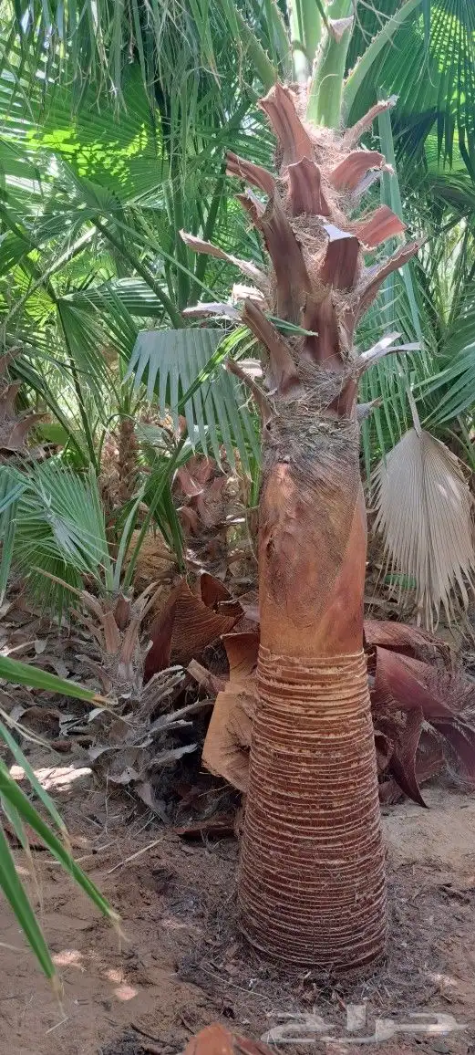 نخل واشنطن للبيع 0