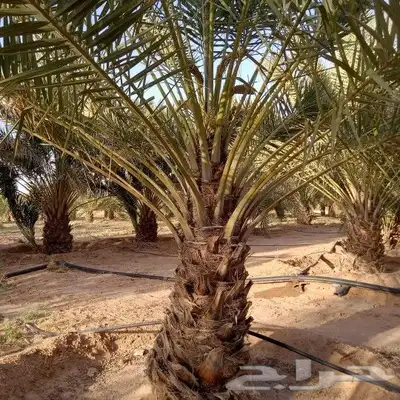 نخل للبيع جميع النواع انخل العربي والوشنطتي 2