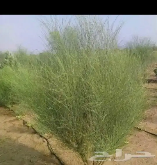 بذور البان العربي المورينجا نوفر كميات كبيرة 1