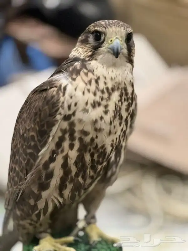 اجار جمال واخيول رحول راكبي 8