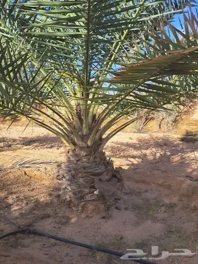 نخل للبيع جميع النواع انخل العربي والوشنطتي 1