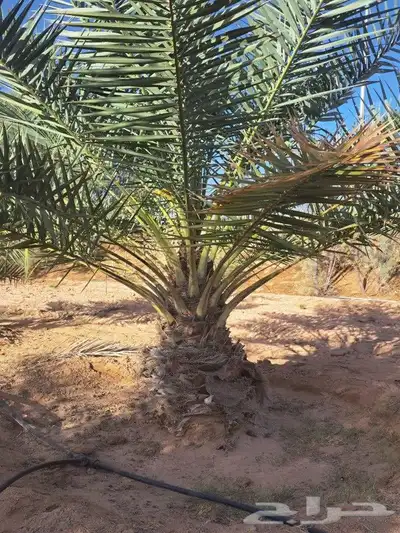 نخل للبيع جميع النواع انخل العربي والوشنطتي 0