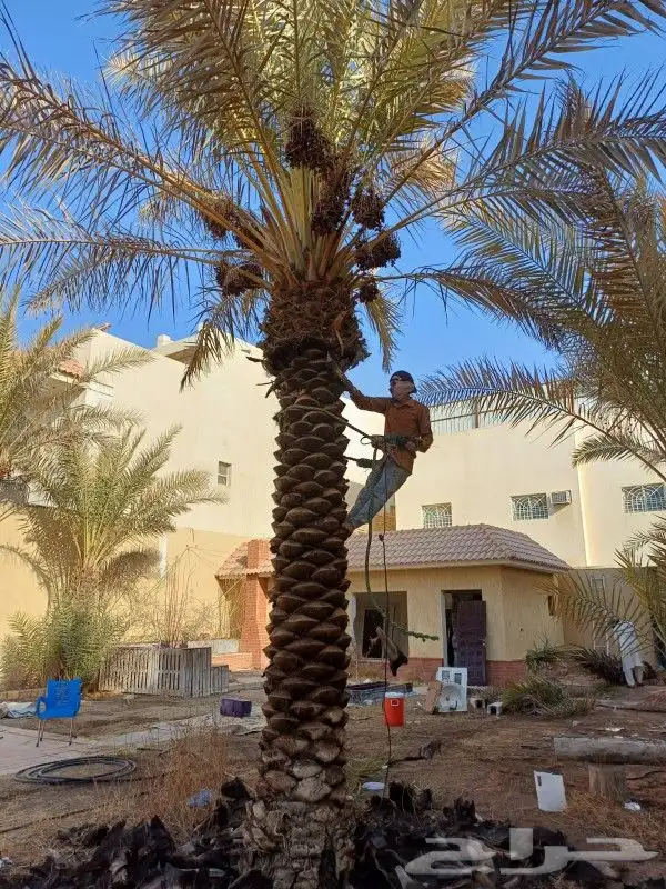 نخل واشنطن للبيع 3