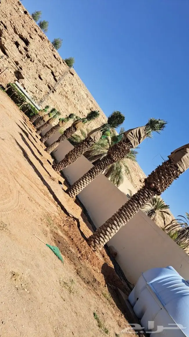 حدائق دلال الرياض وزراعه النخل 5