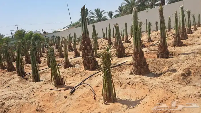 حدائق دلال الرياض وزراعه النخل 3