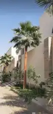 نخل واشنطني زينه 2