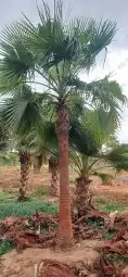 نخل واشنطني زينه 4