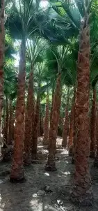 نخل واشنطني زينه 7
