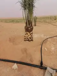 مقول شبوك ونخيل في انحاء المملكه 4