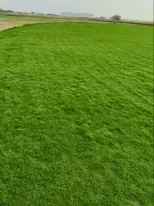 ثيل سي الفين علي الشرط 1
